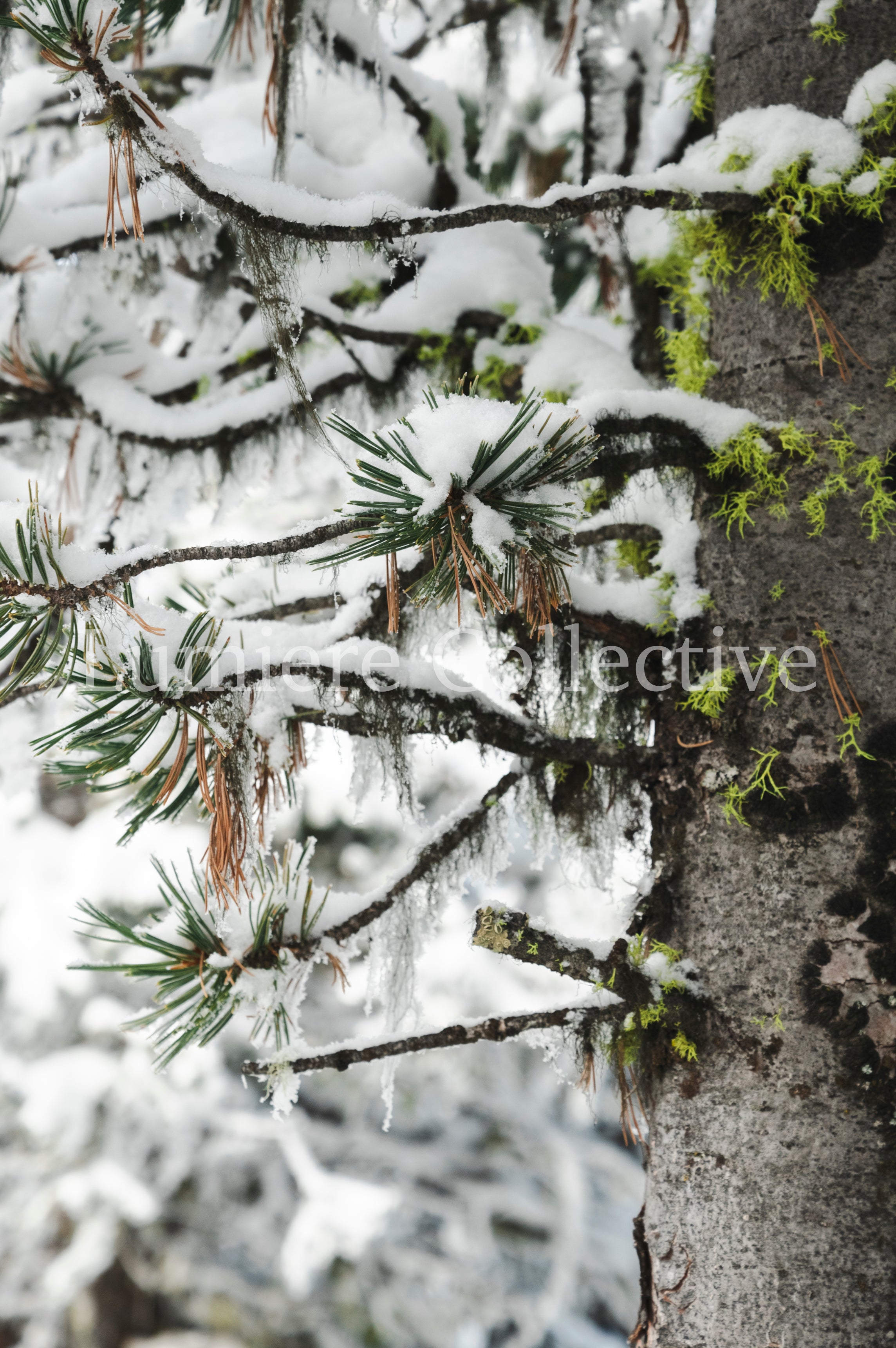 Nature Collection